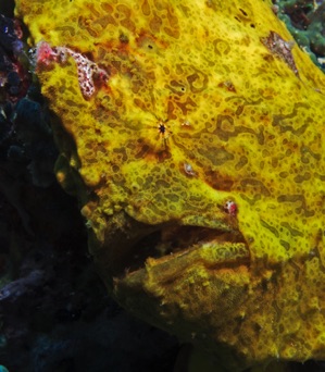 Giant Frogfish